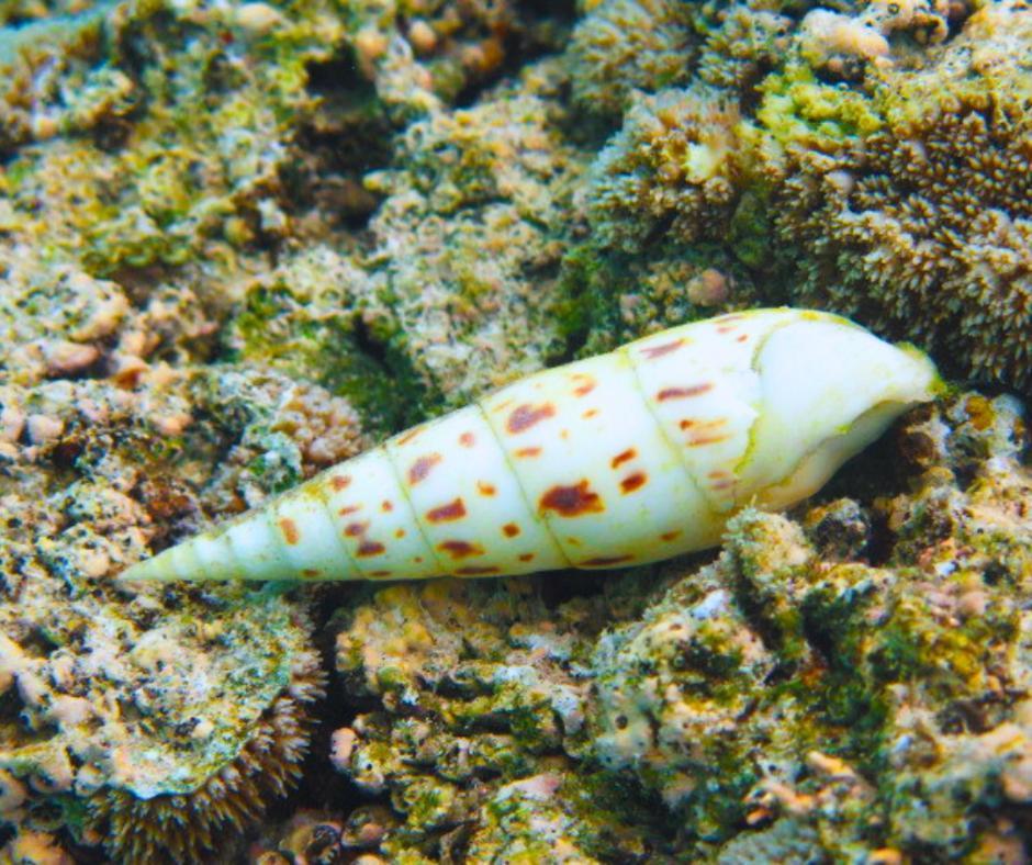 Resort Tava'E Amuri Esterno foto
